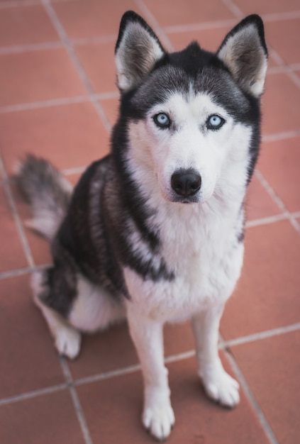 Free photo vertical shot of a siberian husky on the tile floor a daytime