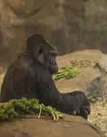 Free photo vertical shot of the side view of a gorilla sitting near rocks