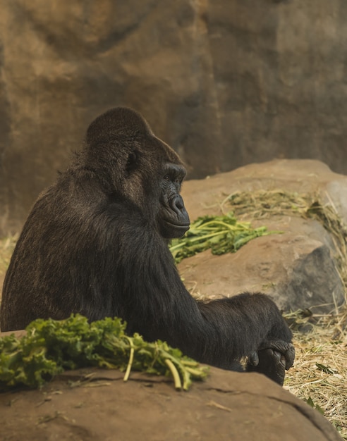 Vertical shot of the side view of a gorilla sitting near rocks