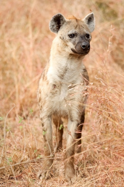 Free photo vertical shot of a single african spotted hyena in south african safari