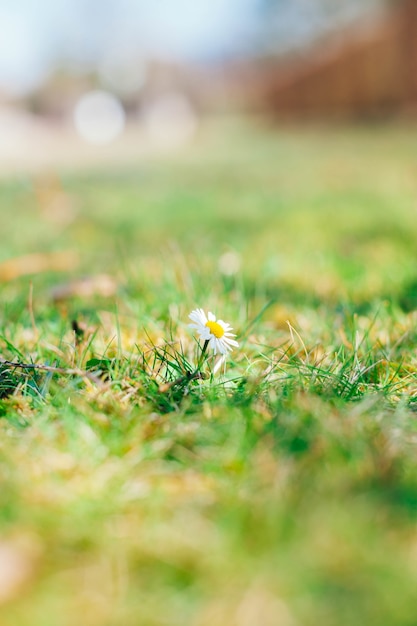 Free photo vertical shot of single chamomile