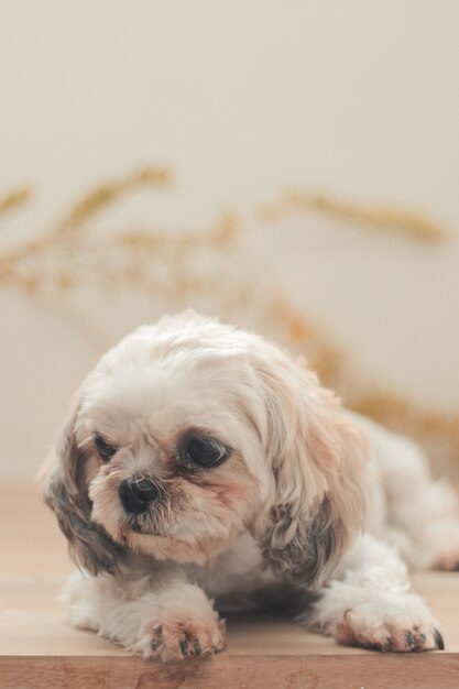 Vertical shot of a sitting Shih Poo in the house