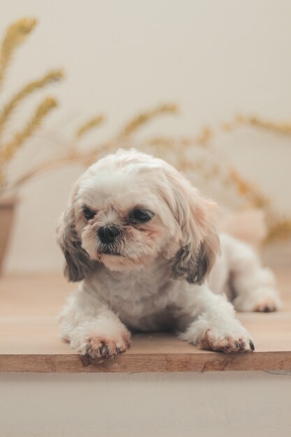 Vertical shot of a sitting Shih Poo lying down