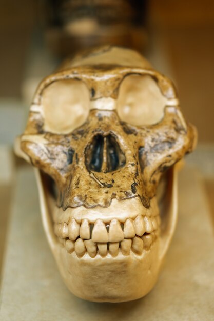 Vertical shot of a skull statue