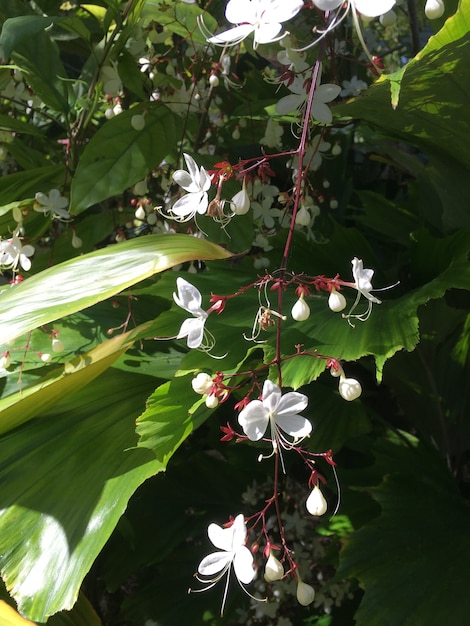 Vertical shot of small beautiful white flowers among the big green leaves