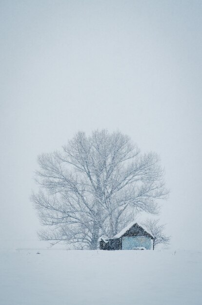 Vertical shot of a small hut in front of the big tree covered with snow on a foggy winter day