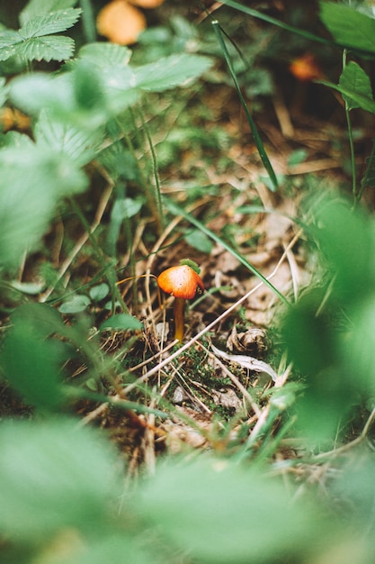 숲의 풀과 식물로 둘러싸인 작은 주황색 버섯의 세로 샷