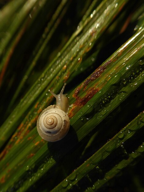 Vertical shot of a small snail on dewy green grass