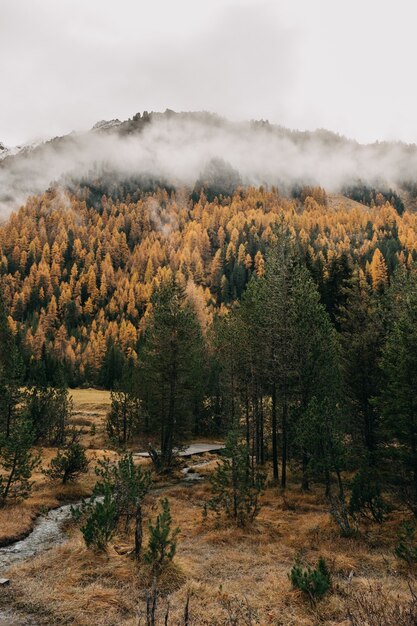 Vertical shot of a small stream of water flowing through an autumn forested area on a cloudy day