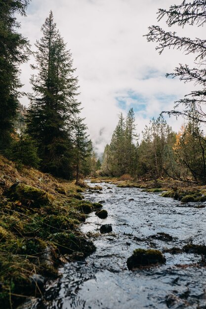 Vertical shot of a small stream of water flowing through an autumn forested area on a cloudy day