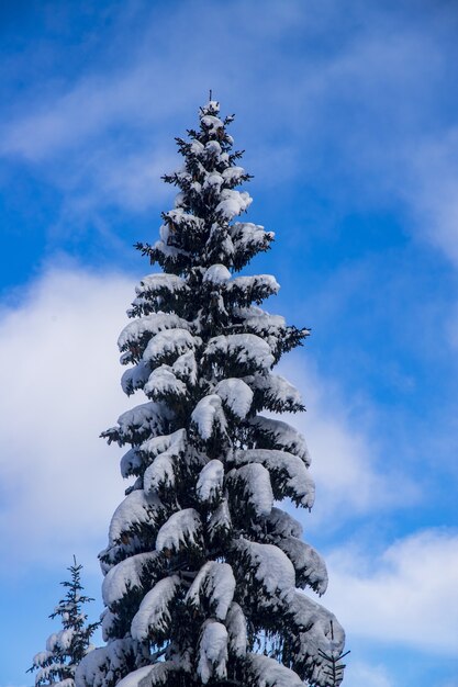 曇りの日に雪に覆われたモミの垂直ショット