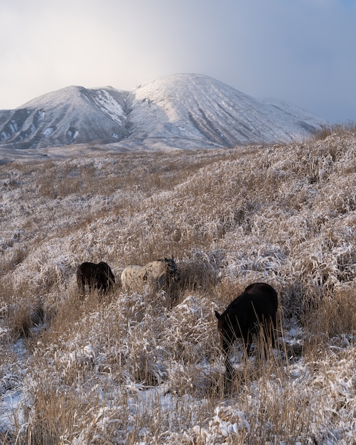 山の近くの草で覆われたフィールドで放牧しているいくつかの馬の垂直ショット