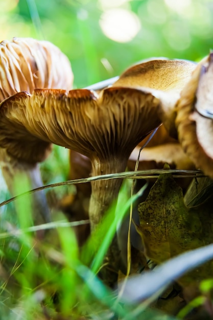 Vertical shot of some mushrooms in a forest during the day