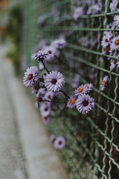 Colpo verticale di alcuni piccoli fiori viola su una rete fissa