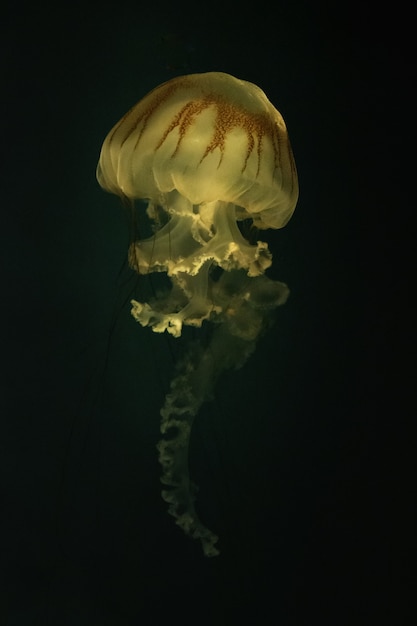 Free photo vertical shot of a south american nettle swimming in the deep water