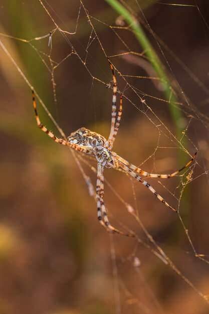 Vertical shot of a spider in its web.