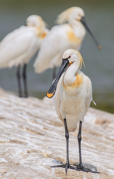 Vertical shot of spoonbill bird standing on a rock with a blurred background
