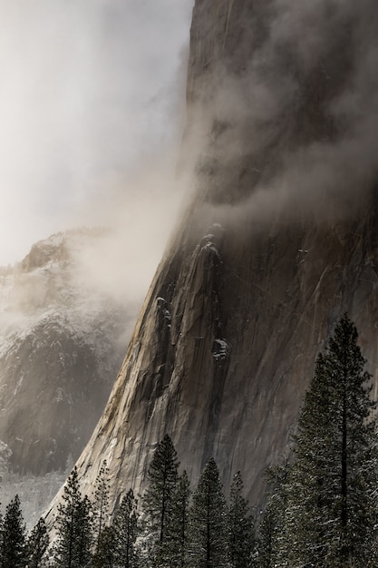 Vertical shot of spruces near high hills covered with fog