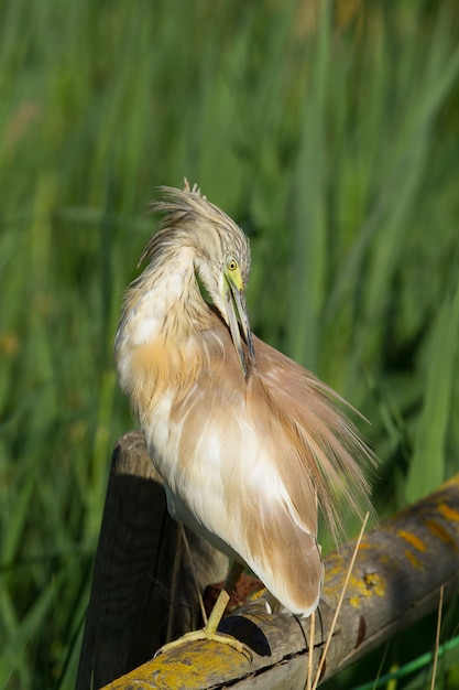 Vertical shot of a squacco heron cratching itself while perched on wood in the Donana National Park