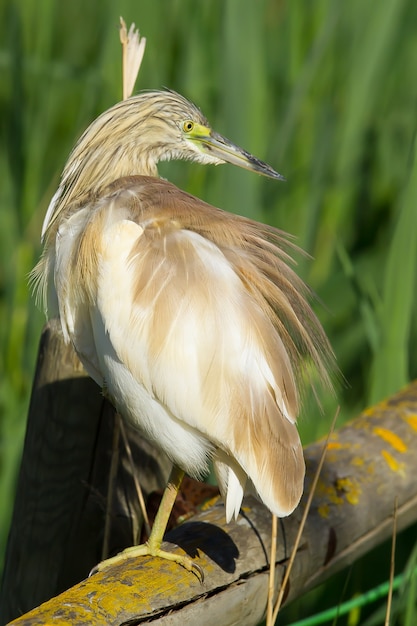 Vertical shot of a squacco heron perched on wood in the Donana National Park, Spain