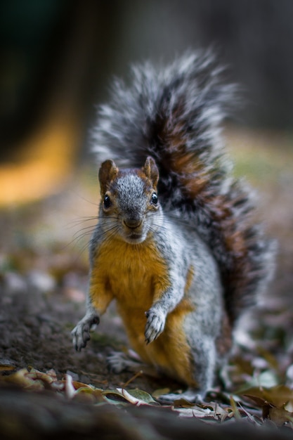 Vertical shot of a squirrel on the forest floor