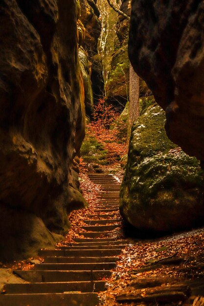 작센 스위스 국립공원(Saxon Switzerland National Park)의 숲에 있는 거대한 바위 사이 계단의 수직 샷