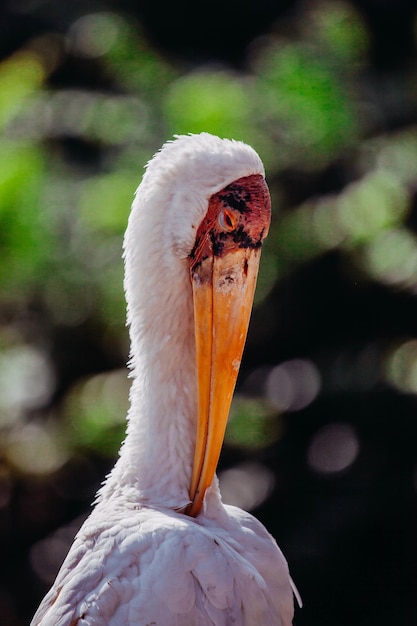 Vertical shot of a stork