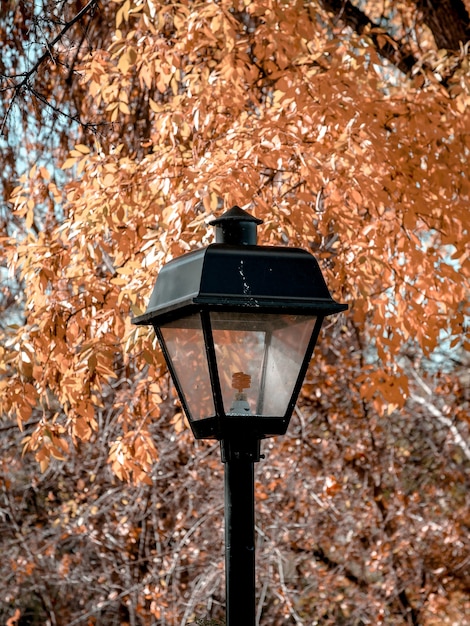Vertical shot of a street lamp and orange leaves