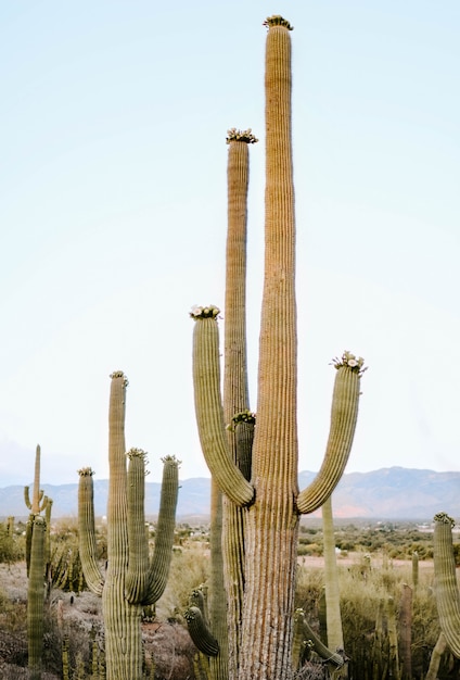 Vertical shot of sugaro cactuses