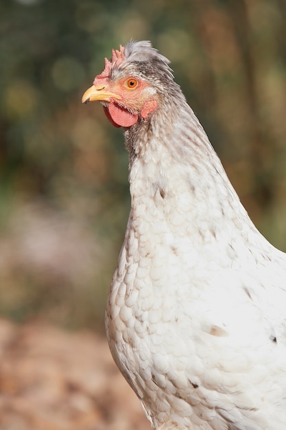 Vertical shot of a Sulmtaler in a field under the sunlight with a blurry background