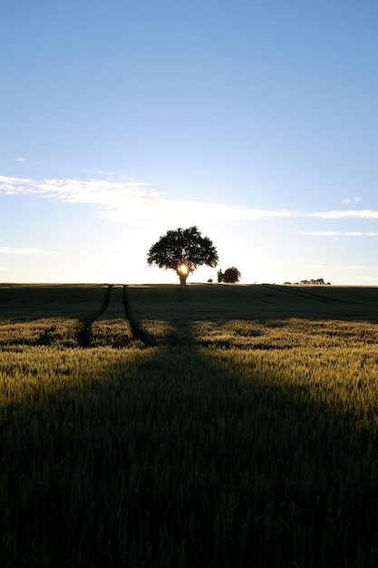 Вертикальный снимок солнца, поднимающегося над зеленым полем, полным различных видов растений