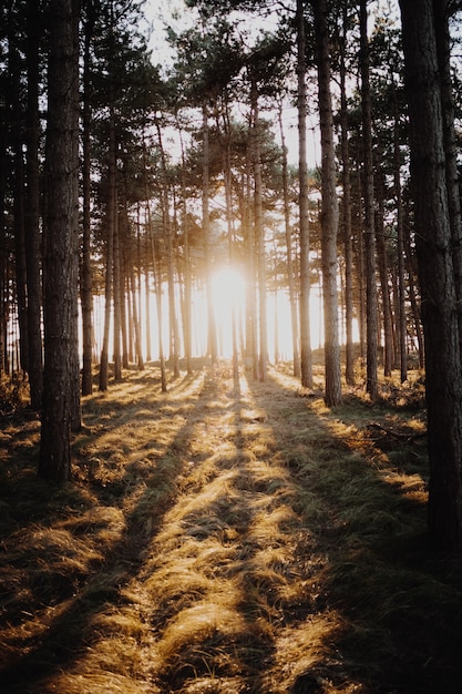 Вертикальный снимок солнца, сияющего сквозь деревья в лесу, сделанный в Домбурге, Нидерланды.
