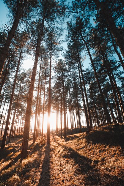 Oostkapelle、オランダで撮影した森の木々を通して輝く太陽の垂直ショット