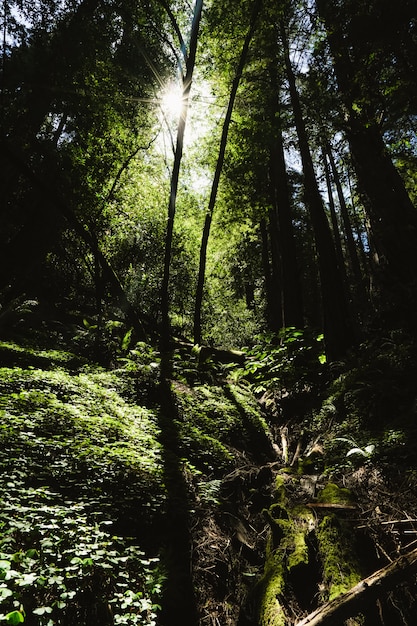 Vertical shot of the sun shining thru tall trees over the plants at Redwoods, California