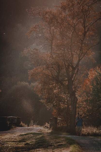 Free photo vertical shot of a sunset scenery with a man walking on the pathway