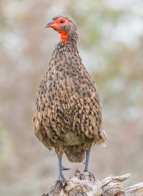 Vertical shot of a Swainson's spurfowl standing on wood under the sunlight with a blurry background