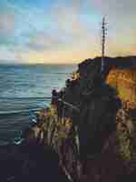 Free photo vertical shot of a tall dry tree on a cliff surrounded by greenery near a sea