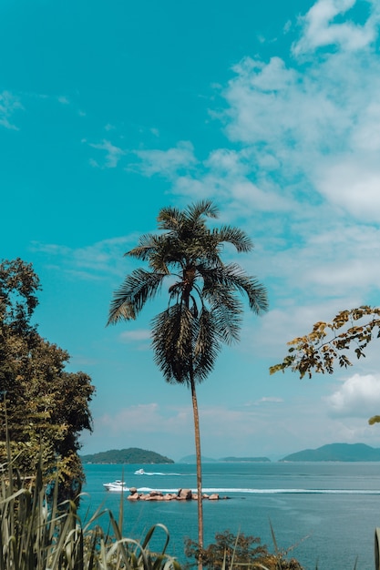 Vertical shot of a tall palm tree in the beach in Rio