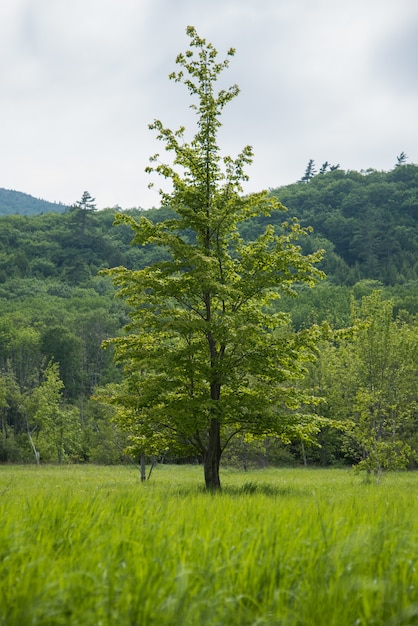 Vertical shot of a tall tree in center of a green field and a forest at the background