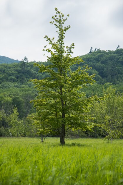 緑の野原と森を背景に背の高い木の垂直ショット