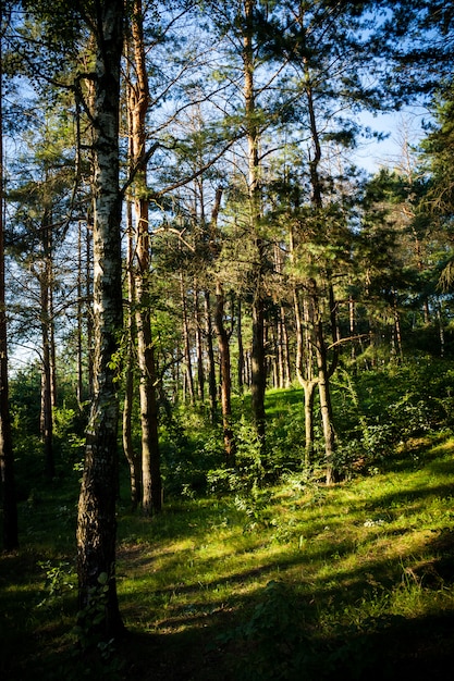 夏の晴れた日に森の背の高い木の垂直ショット