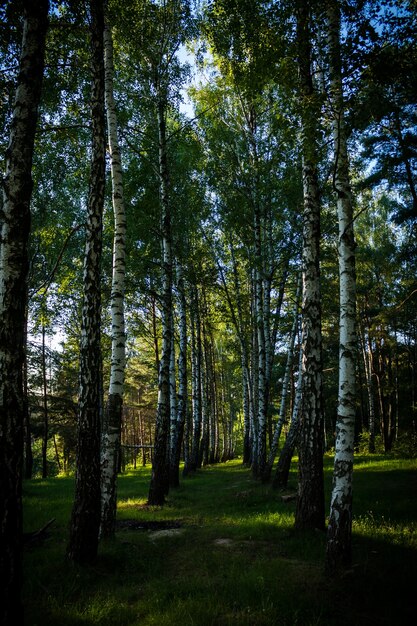 Vertical shot of the tall trees in the forest on a sunny day in summer