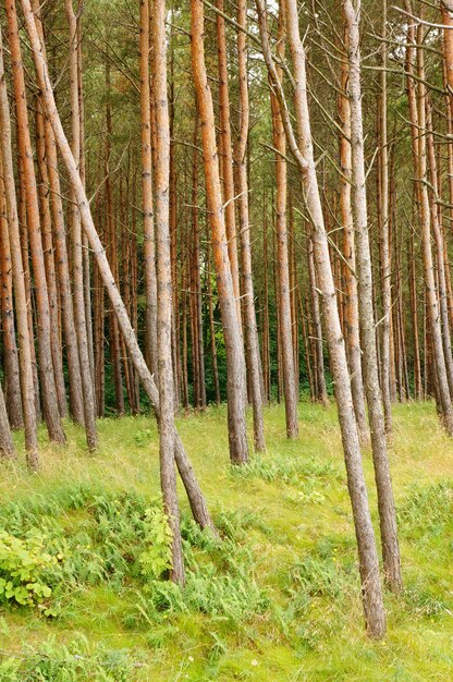 Вертикальный снимок высоких деревьев в лесу