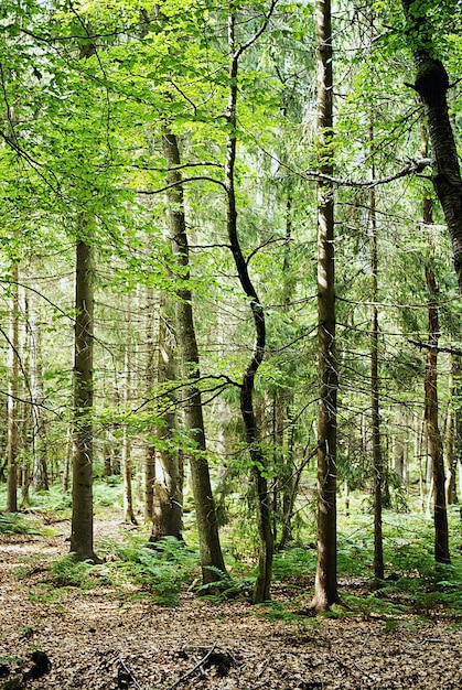 Вертикальный снимок высоких деревьев, растущих в лесу в дневное время