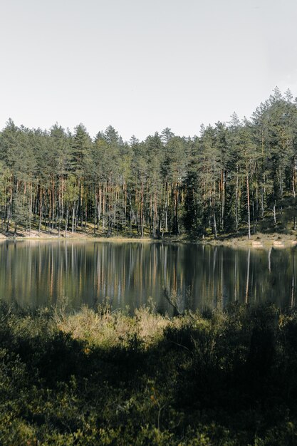 Vertical shot of tall trees reflection on the lake in the park