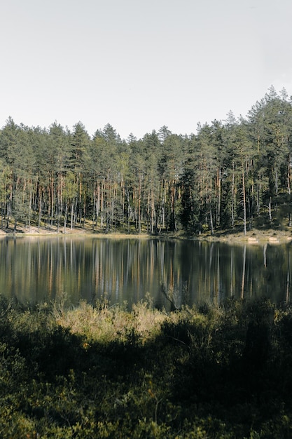 Вертикальный снимок отражения высоких деревьев на озере в парке