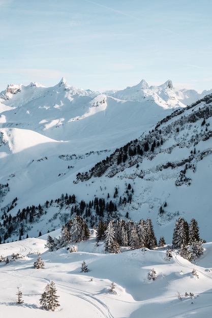 Vertical shot of tall trees in the winter