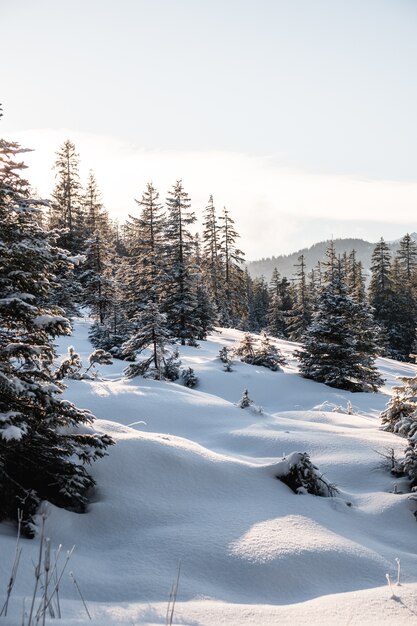 Vertical shot of tall trees in the winter