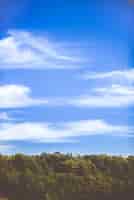 Foto gratuita colpo verticale di folti alberi verdi e il cielo calmo con qualche nuvola