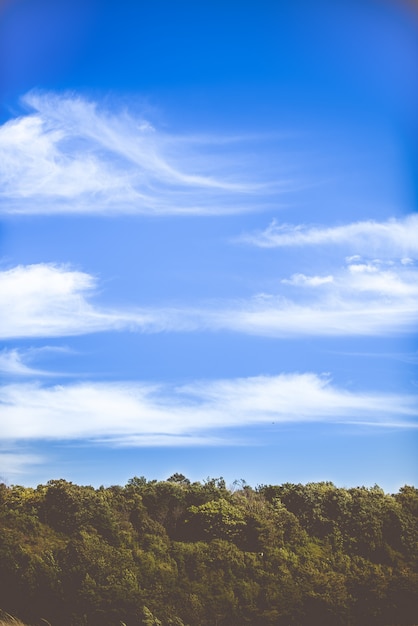 Vertical shot of thick green trees and the calm sky with a few clouds